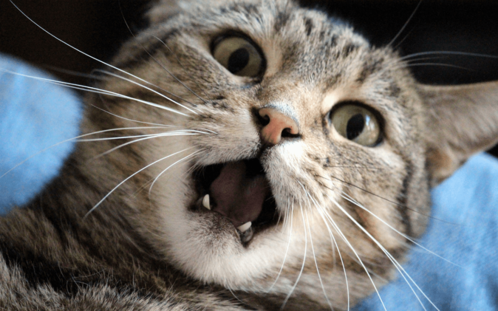 collari con gps per gatti